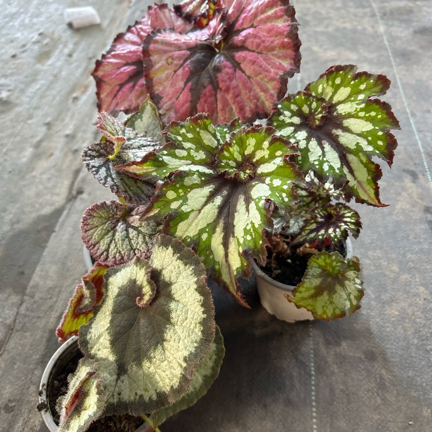 Begonia Caracol