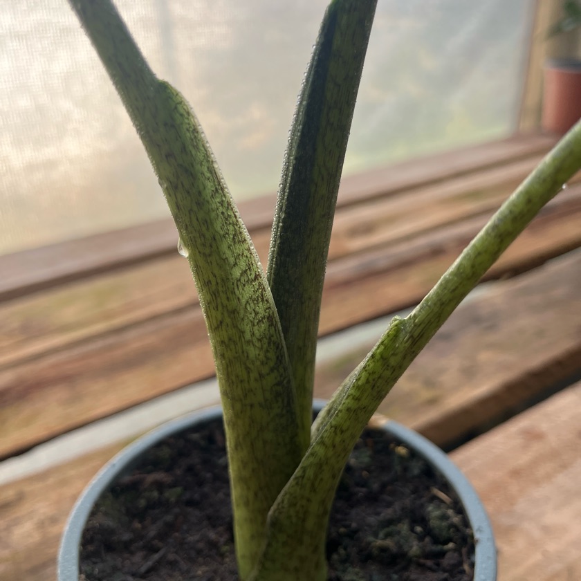 Alocasia Portora