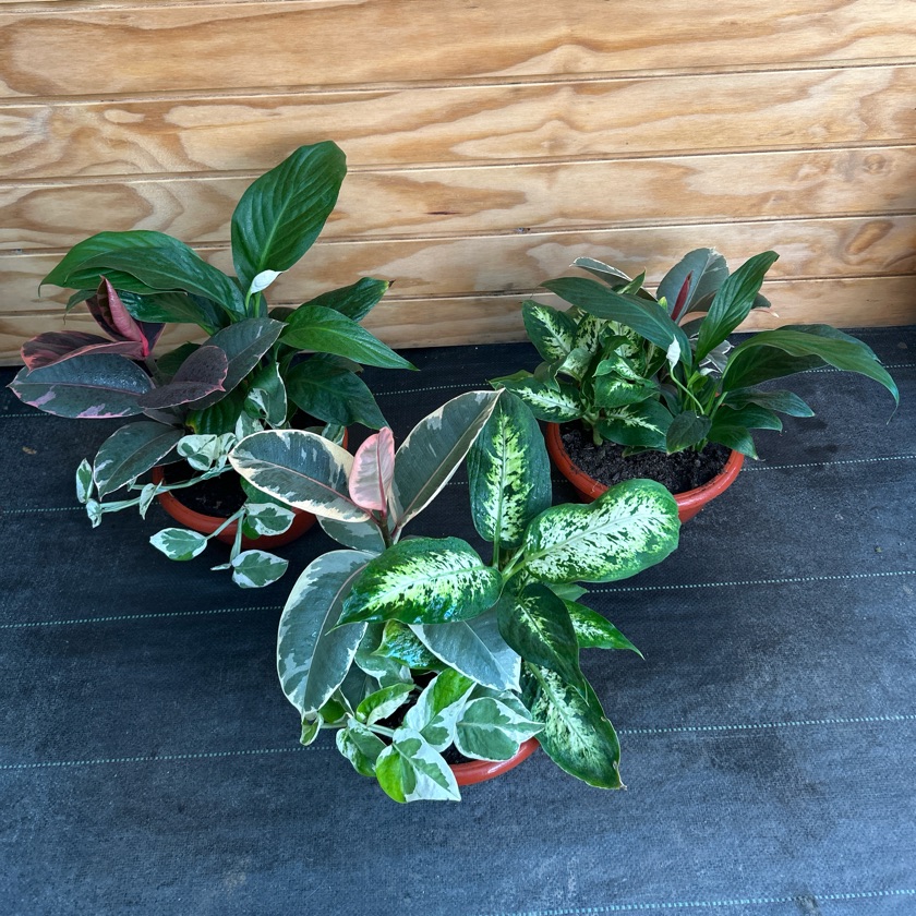 Arreglo Plantas de Interior (M)