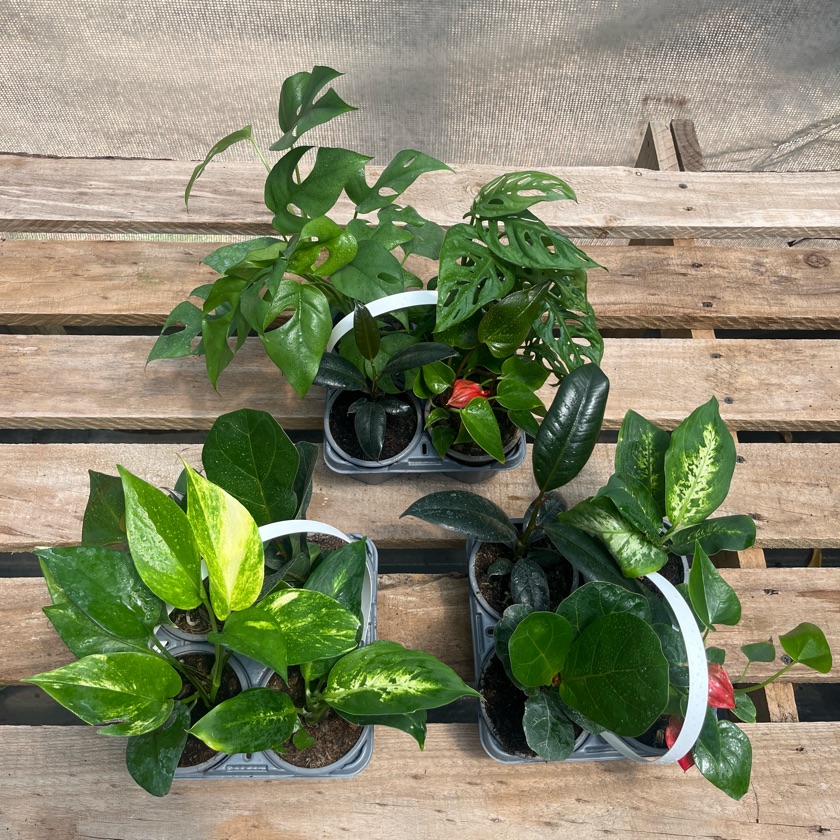 Arreglo Pack Plantas de interior