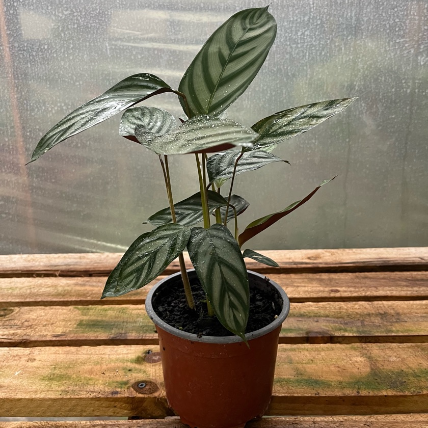 Ctenanthe Setosa