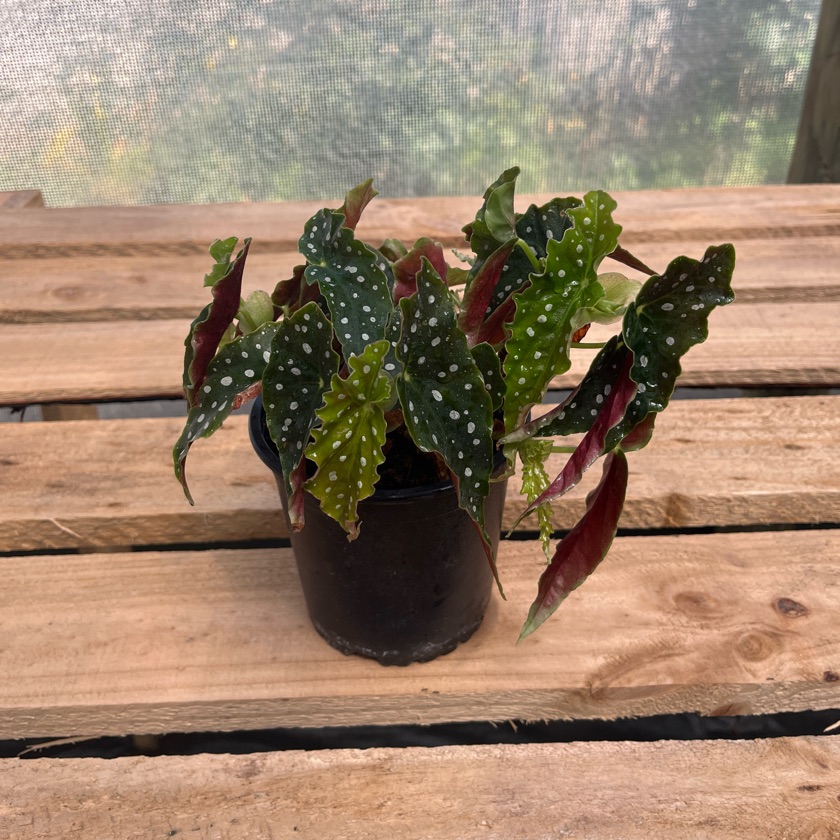 Begonia Maculata (M)