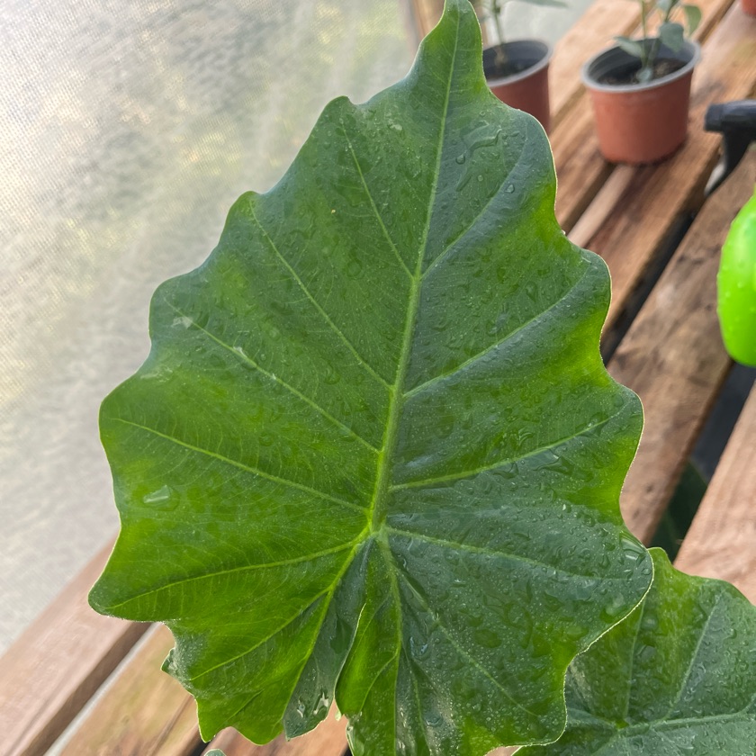 Alocasia Portora