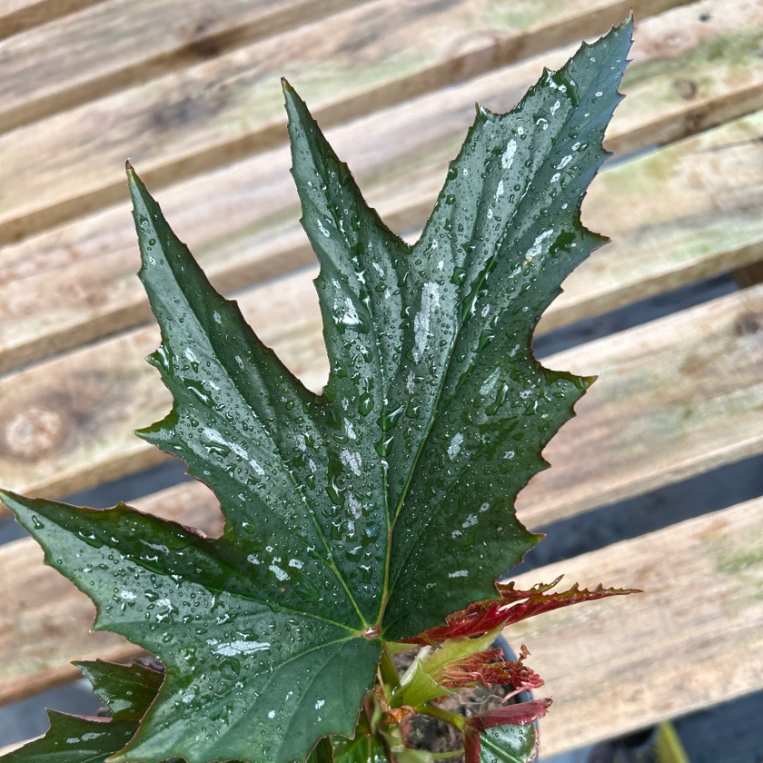 Begonia Lady Vanderwilt