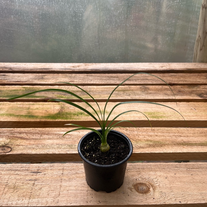 Beaucarnea Recurvata