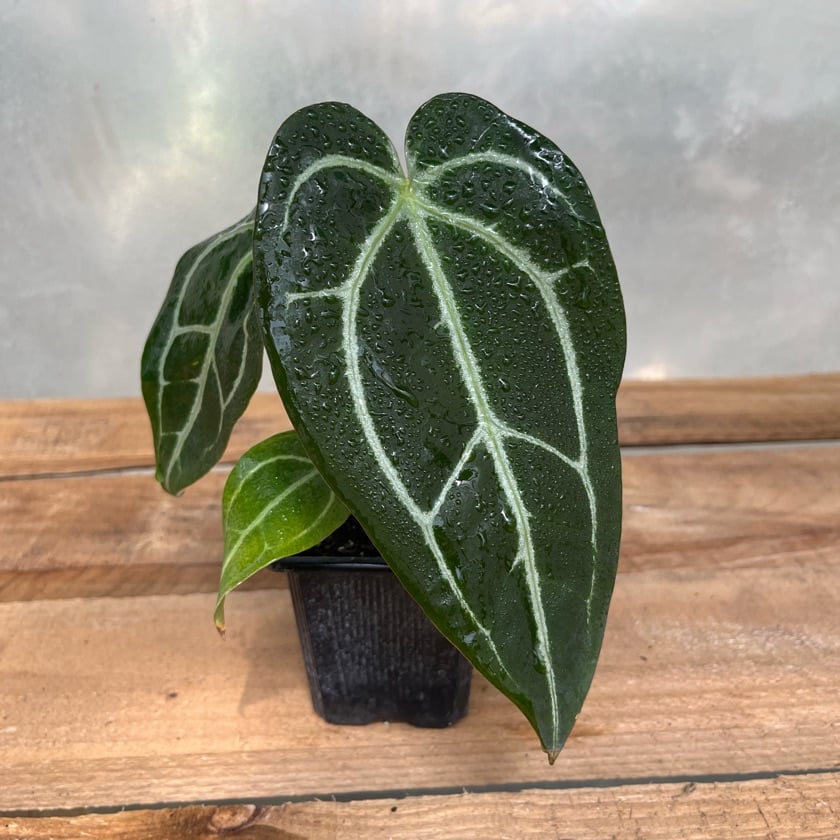 Anthurium Crystallinum
