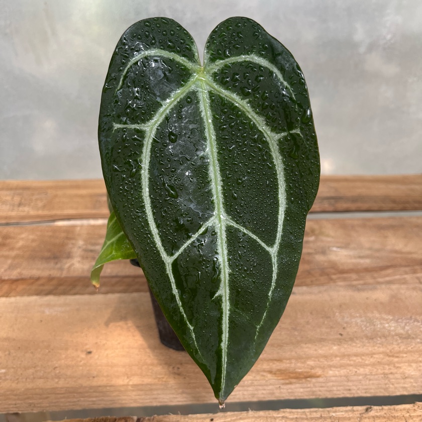 Anthurium Crystallinum