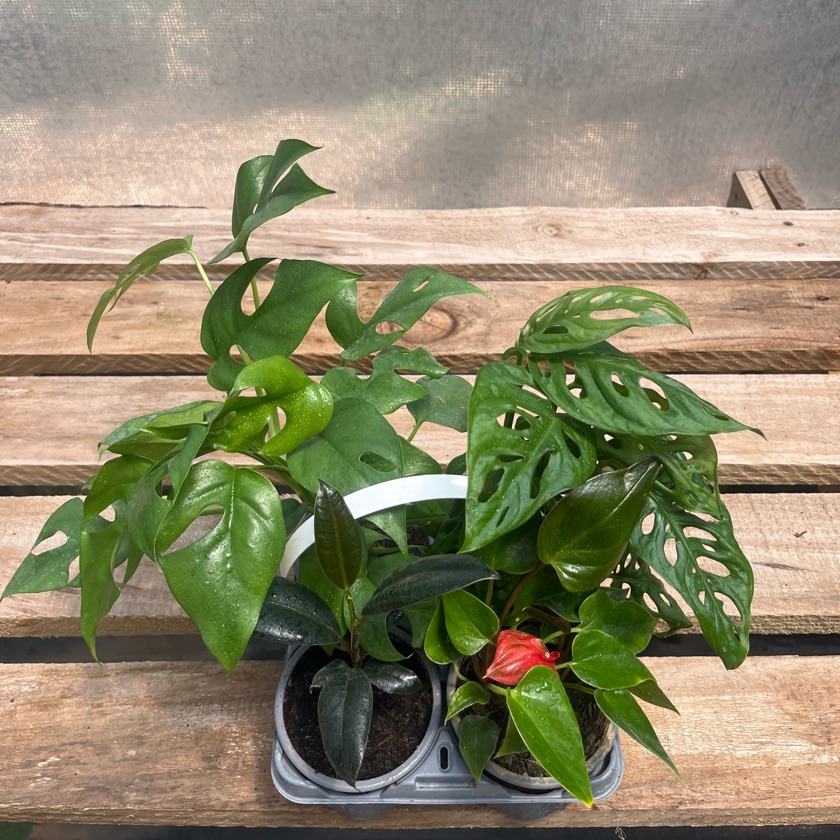 Arreglo Pack Plantas de interior
