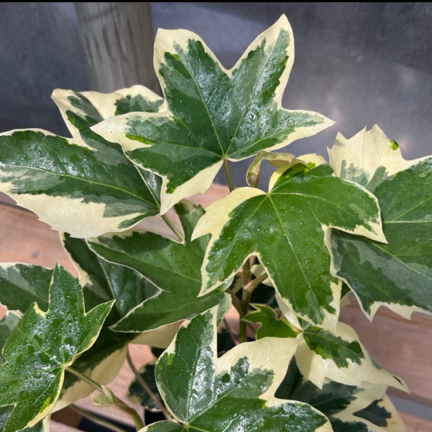 Aralia Japónica Variegada