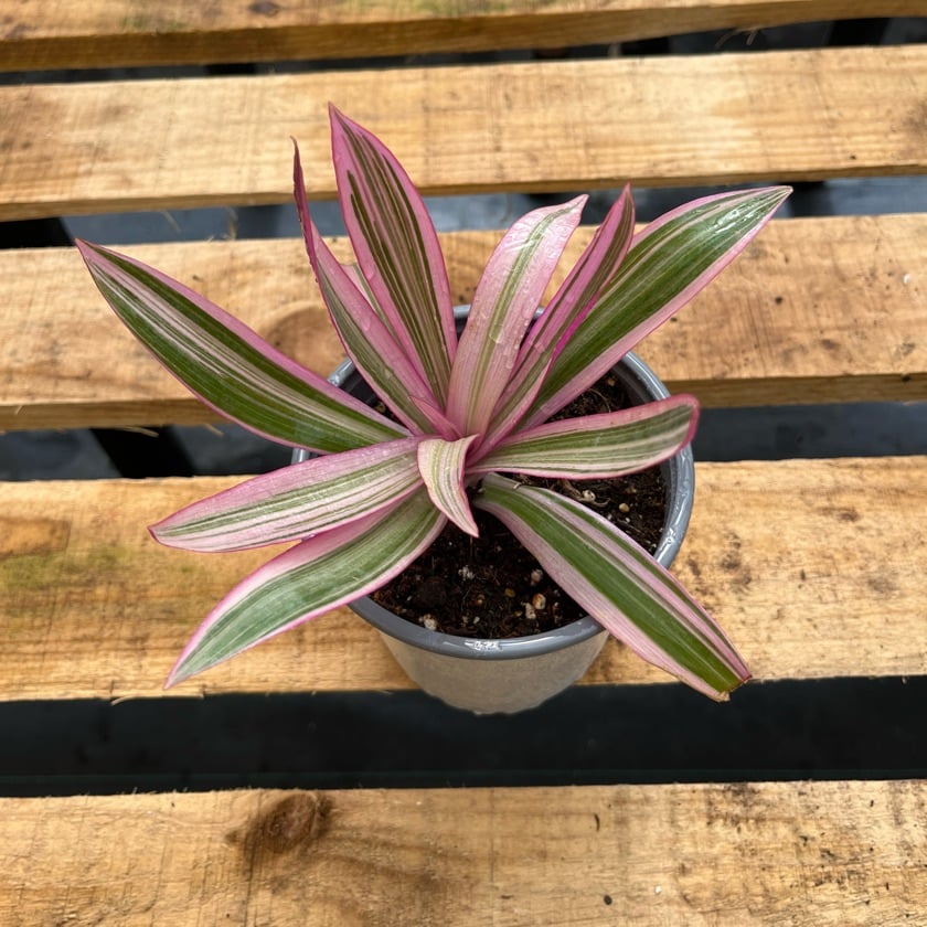 Tradescantia Spathacea Pink