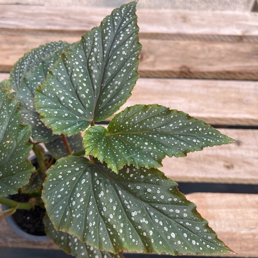 Begonia Alita de Ángel