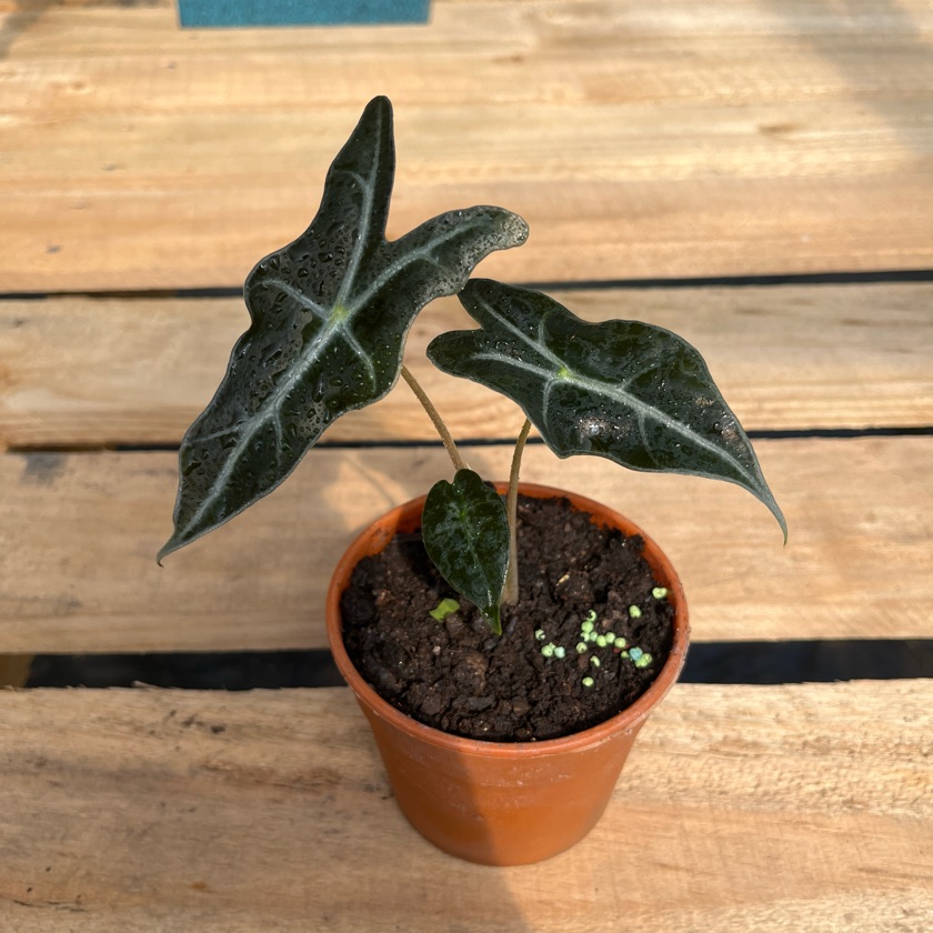 Alocasia Nobilis