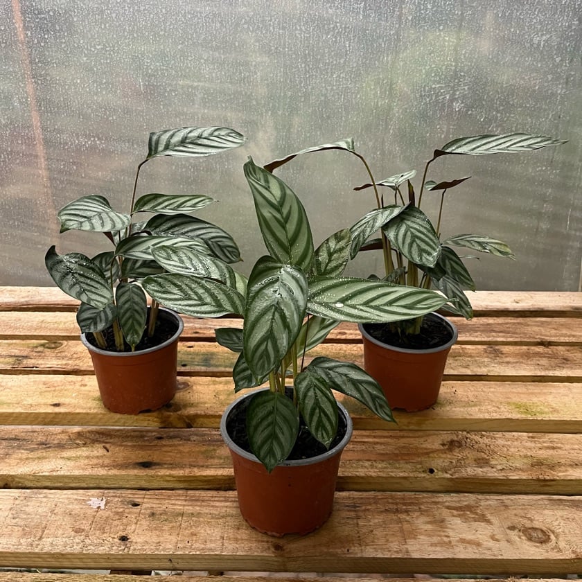Ctenanthe Setosa