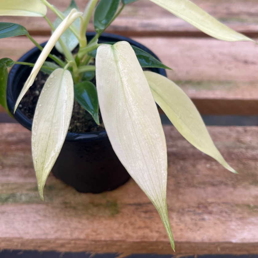 Philodendron Florida Ghost (S)