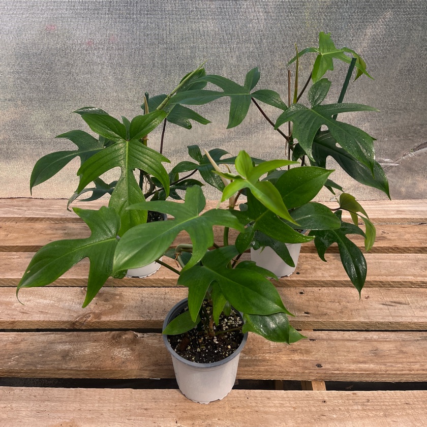 Philodendron Florida
