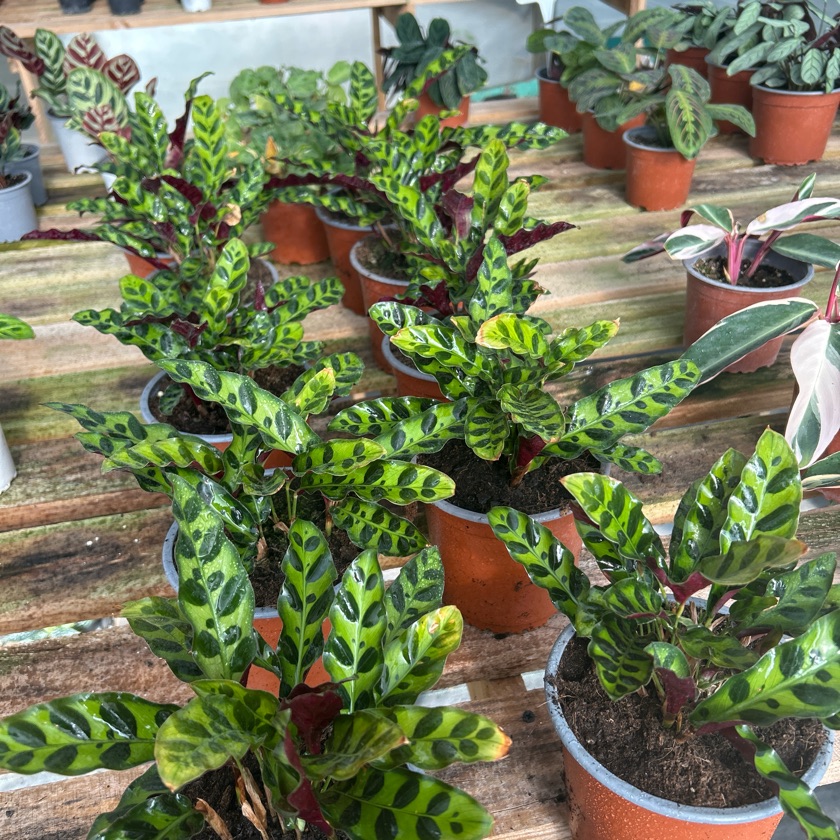 Calathea Insignis (M)