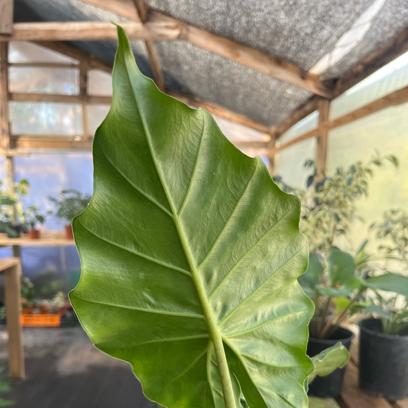 Alocasia Portora