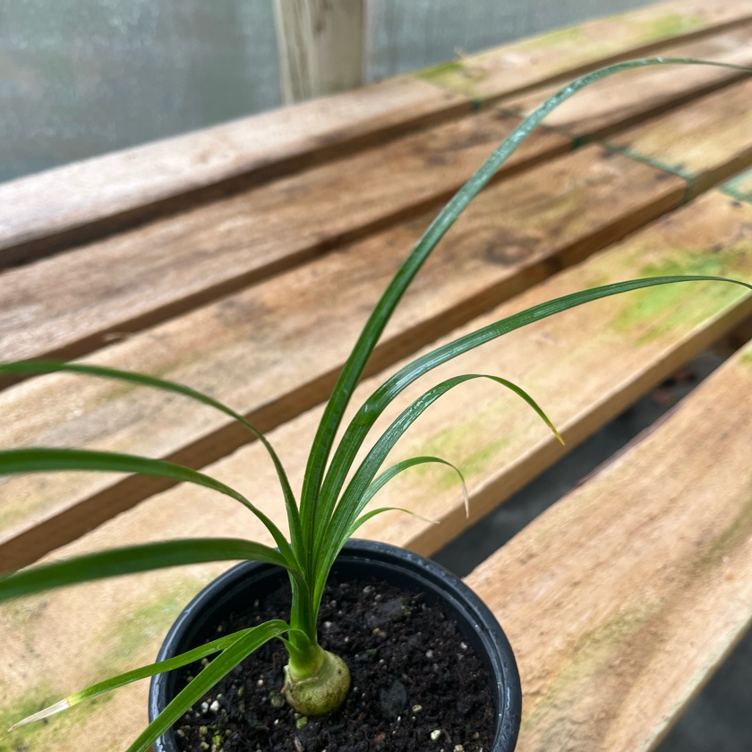 Beaucarnea Recurvata