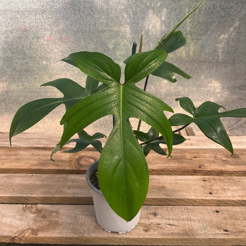 Philodendron Florida