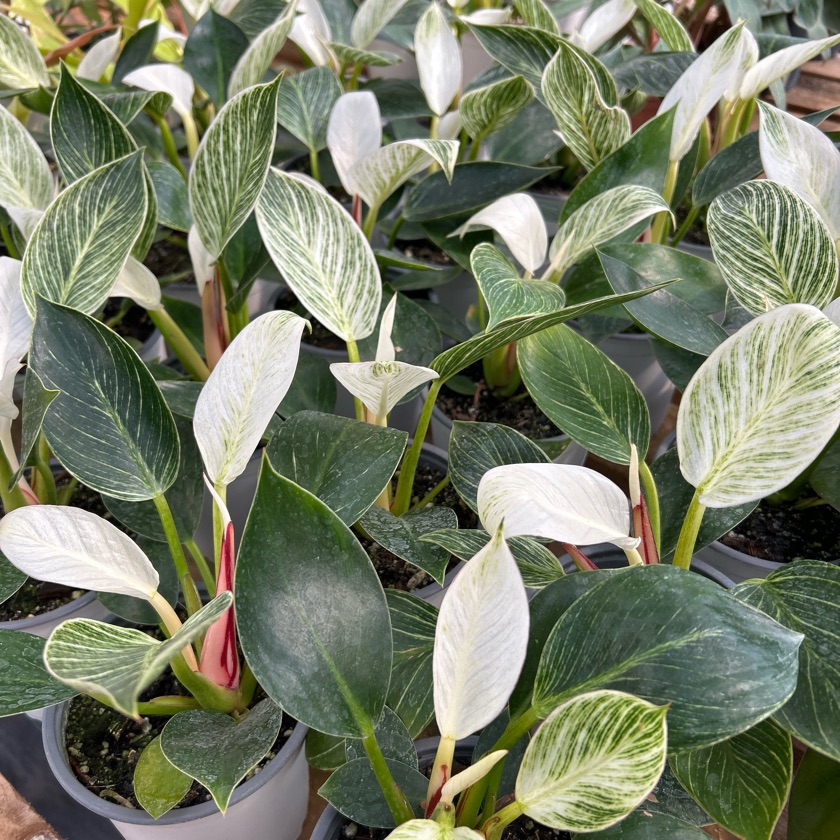 Philodendron Birkin (M)