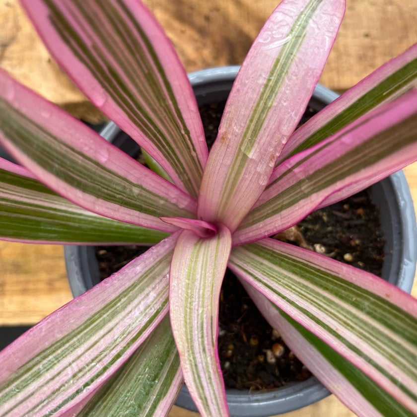 Tradescantia Spathacea Pink