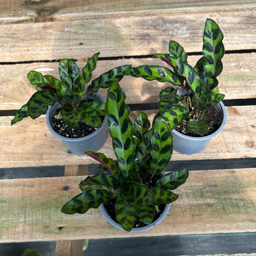 Calathea Insignis