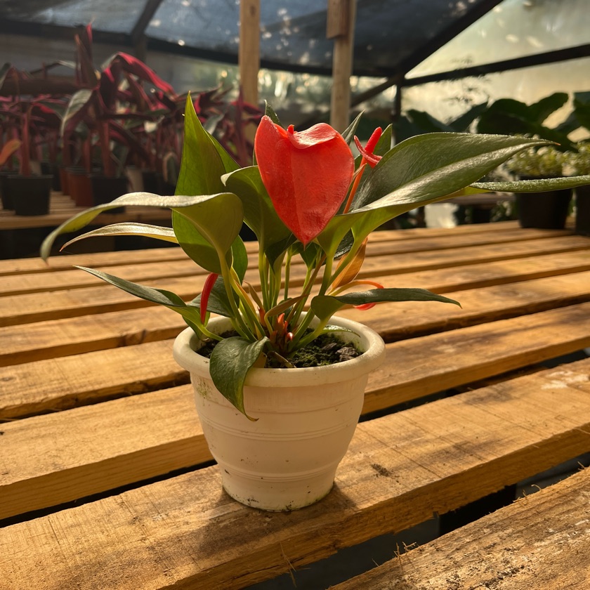 Anthurium Scherzerianum