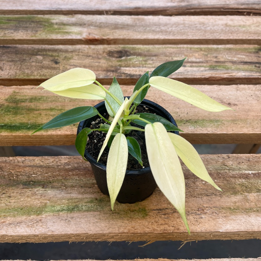 Philodendron Florida Ghost (S)
