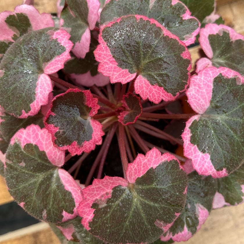 Saxifraga Sarmentosa Tricolor