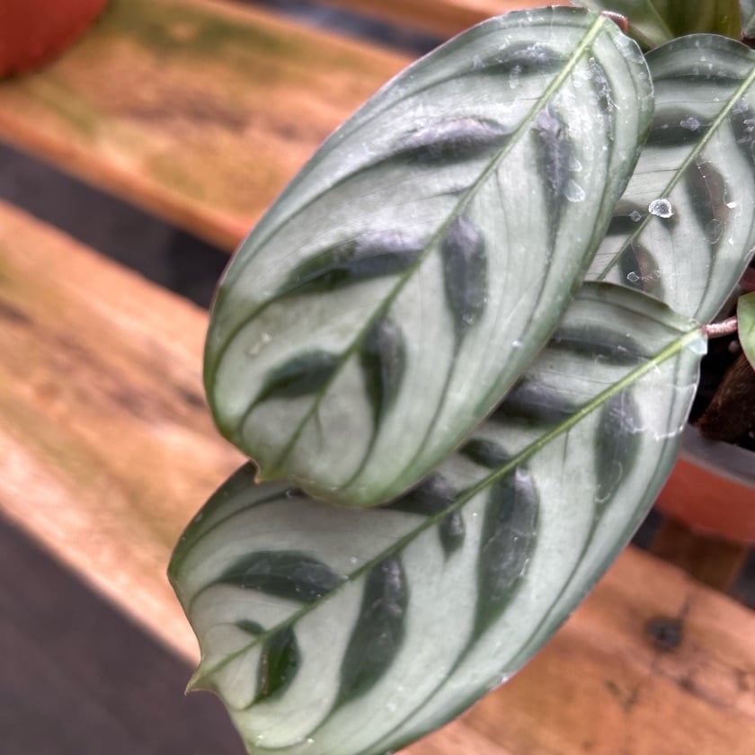 Calathea Burle Marxii