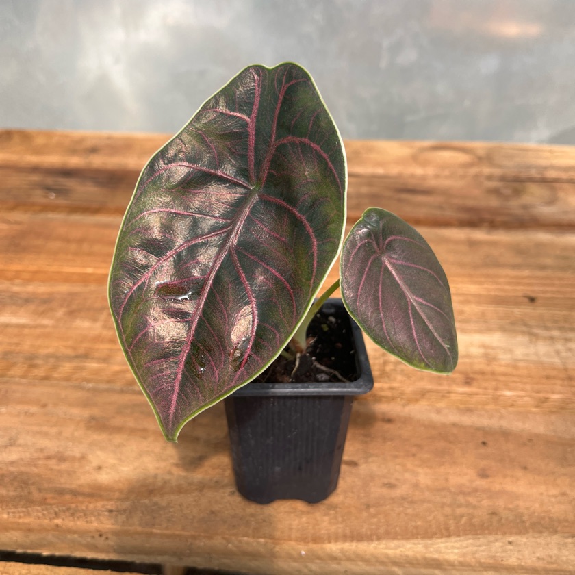 Alocasia Azlanii
