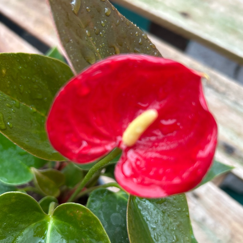 Anthurium Andreanum (S)
