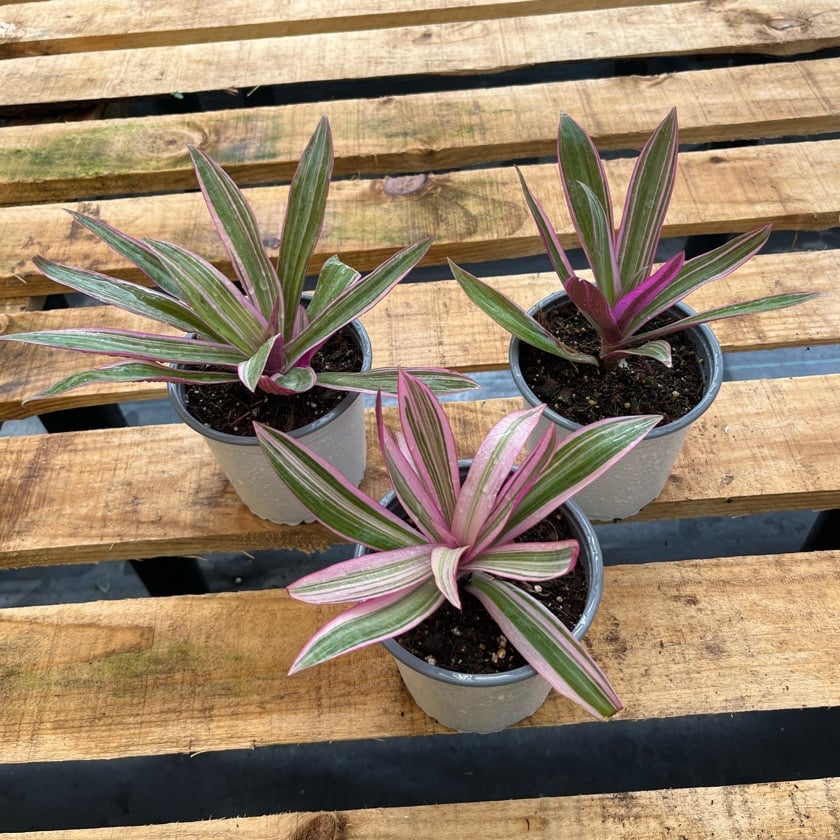 Tradescantia Spathacea Pink