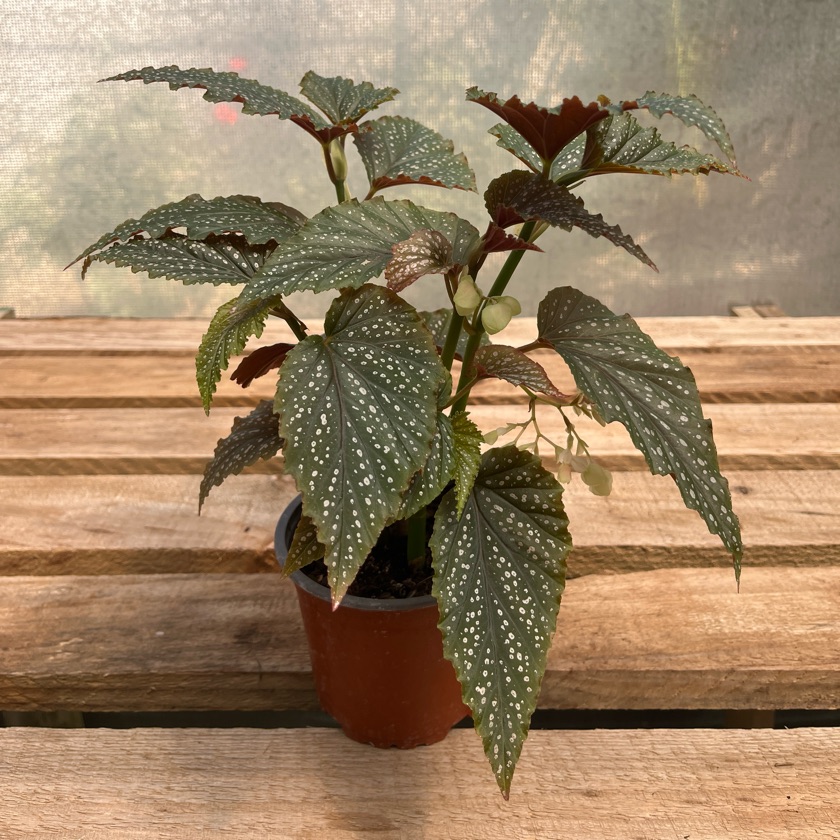 Begonia Alita de Ángel
