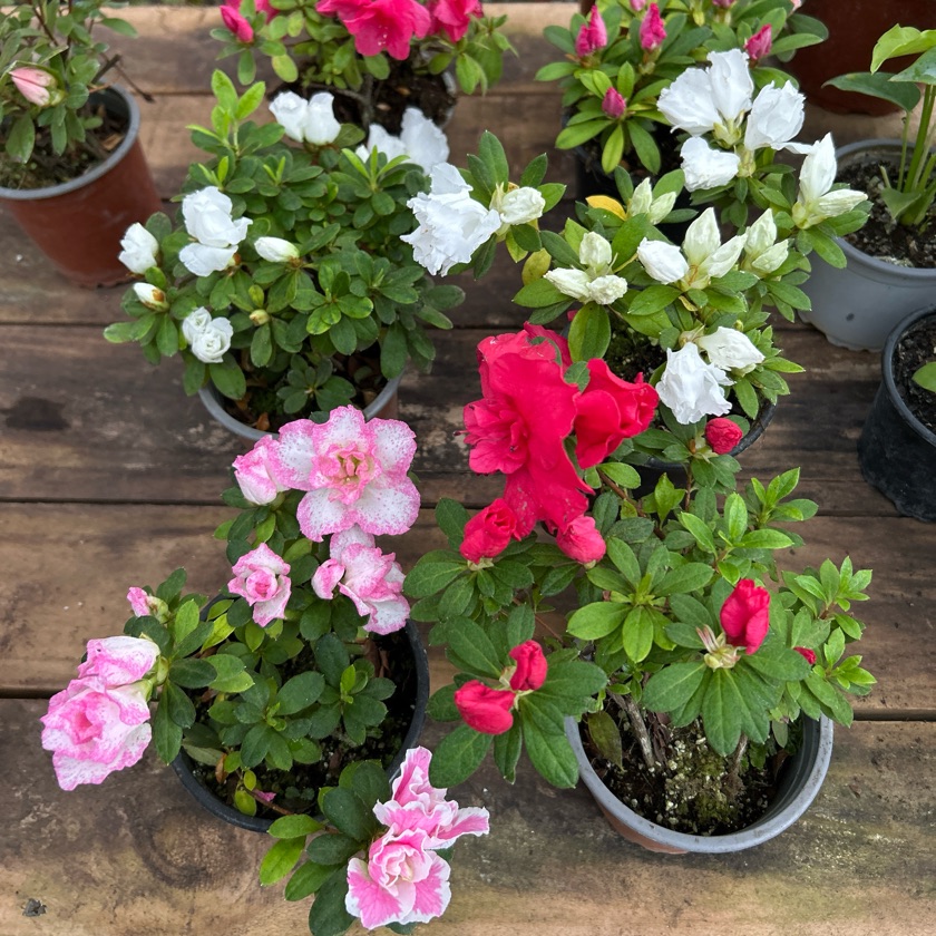 Azalea