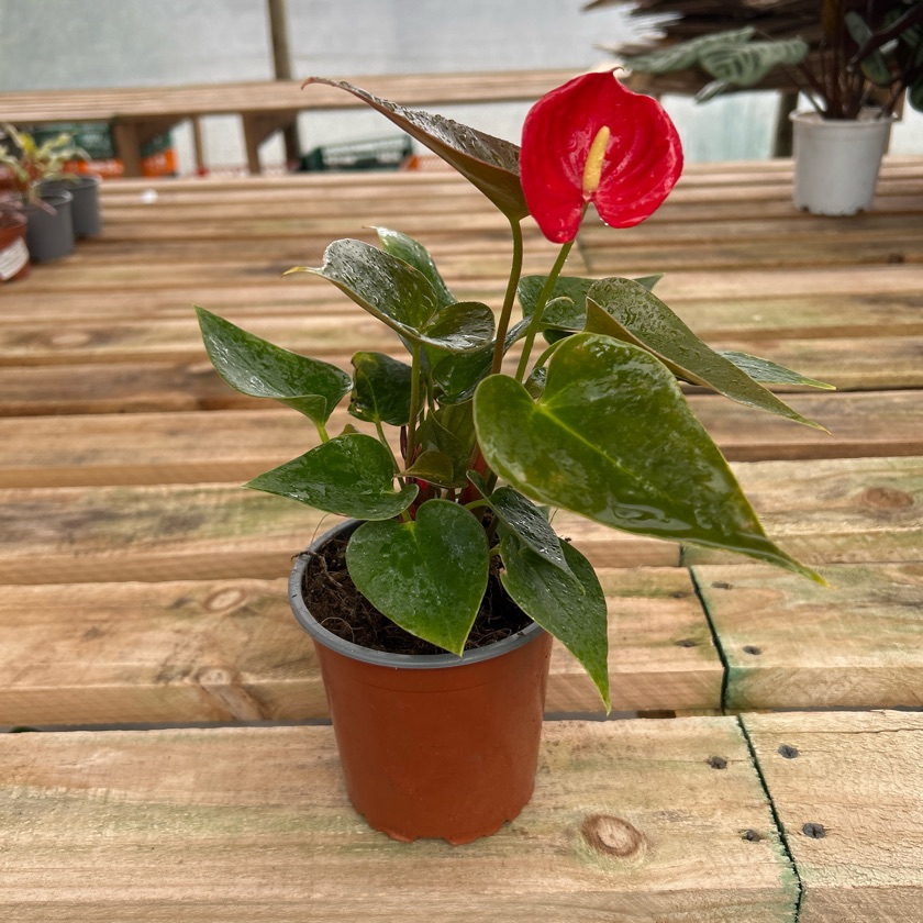 Anthurium Andreanum (S)