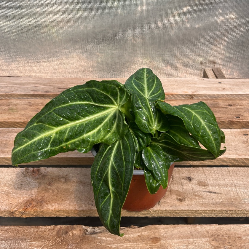 Anthurium Villenaorum