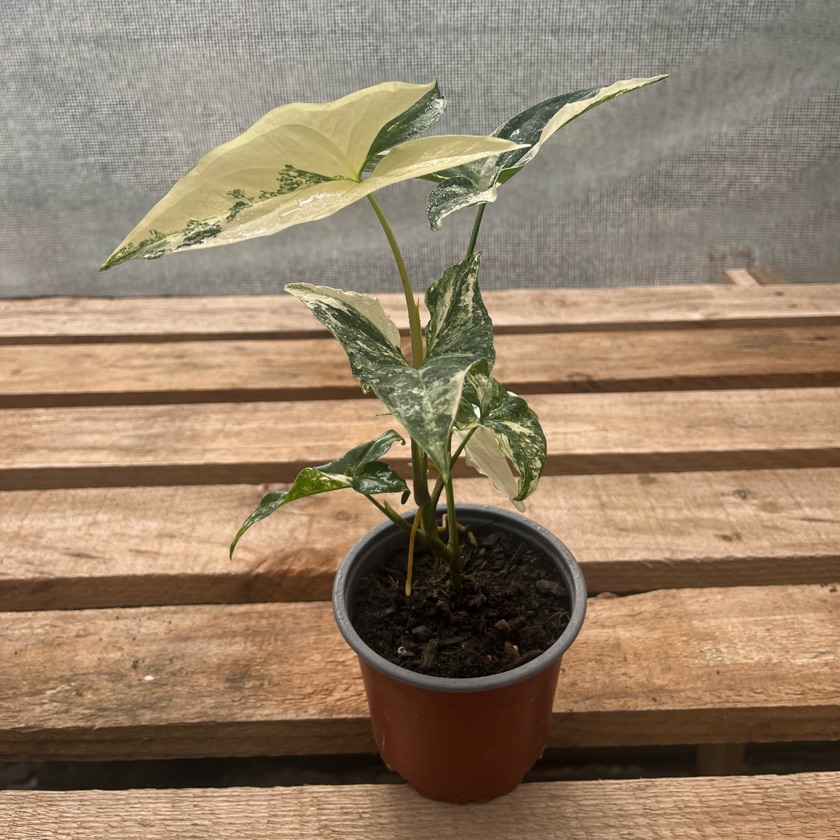 Singonio Variegado