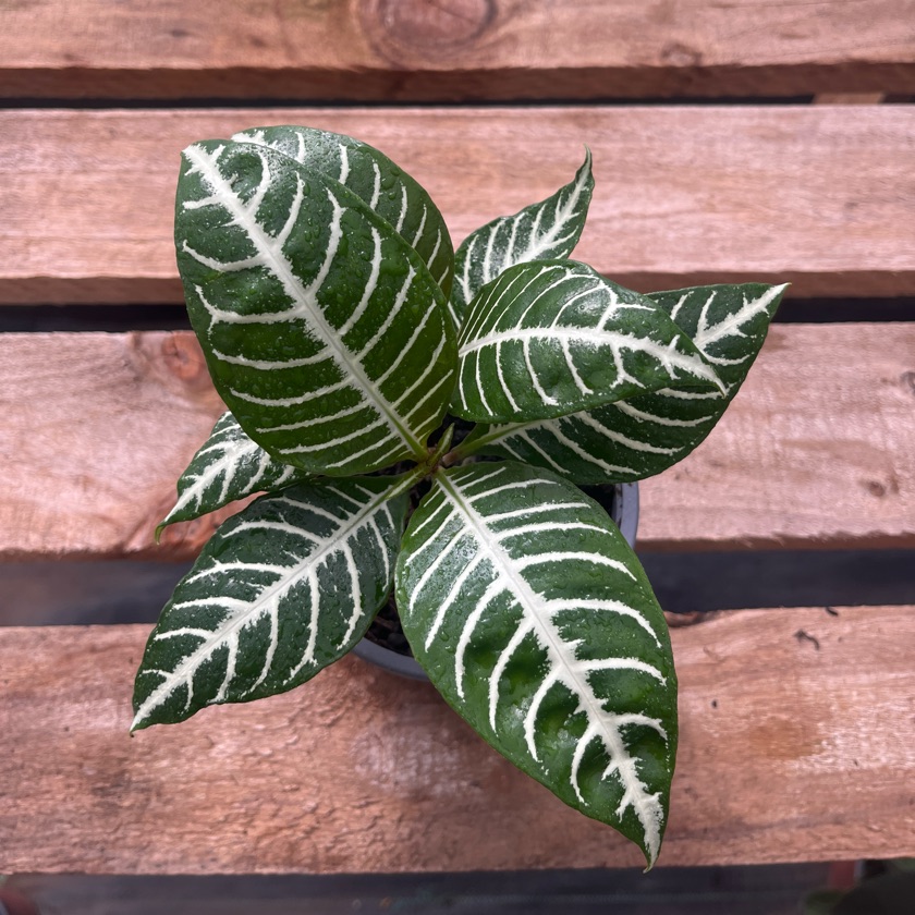 Aphelandra (S)