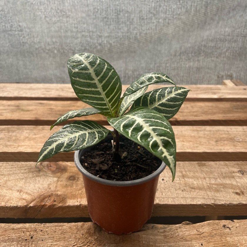 Aphelandra (S)