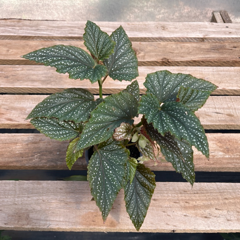 Begonia Alita de Ángel