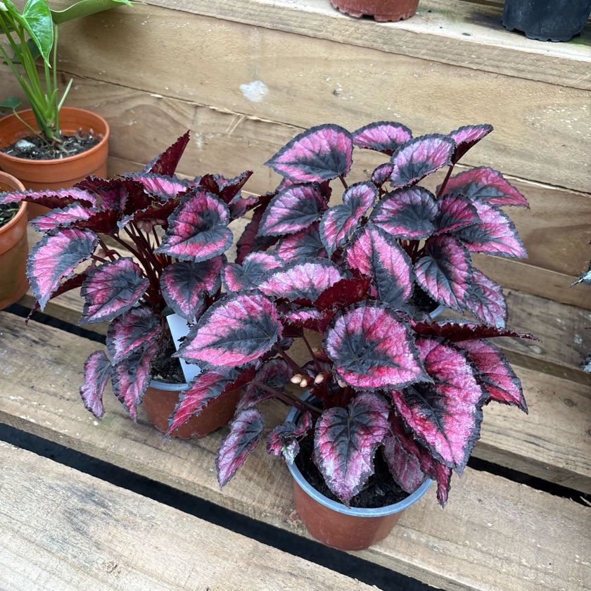 Begonia Rex Red Kiss