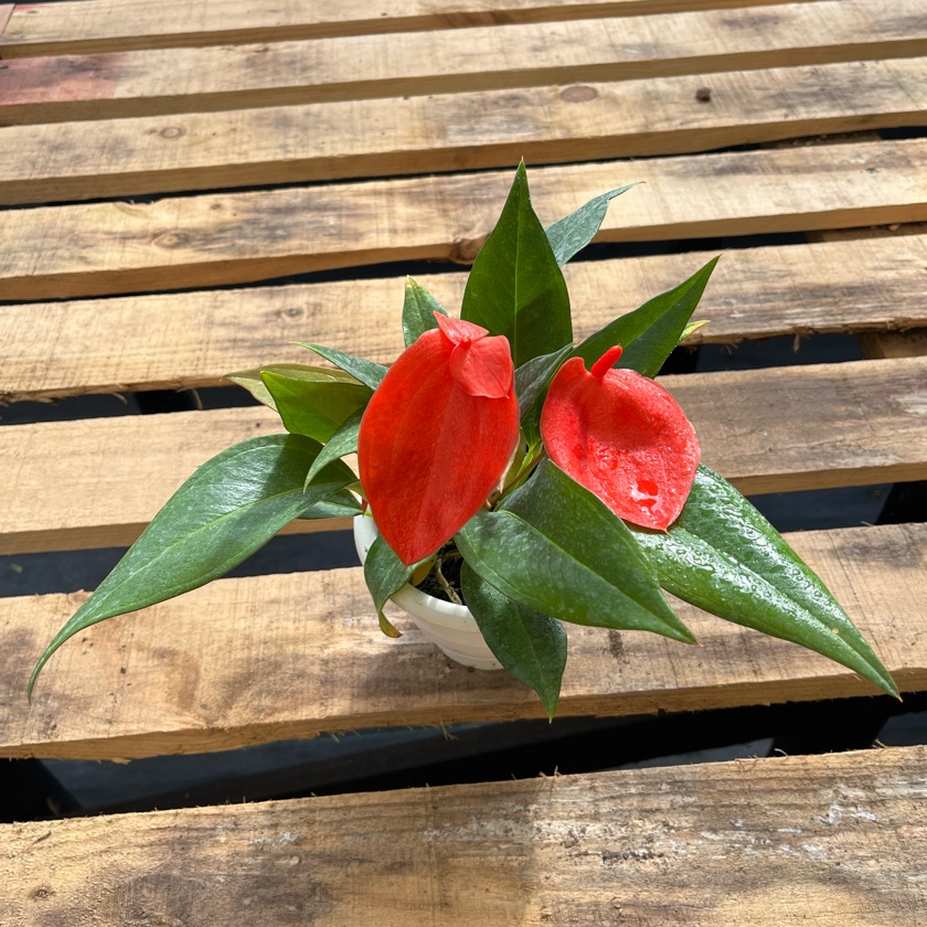 Anthurium Scherzerianum