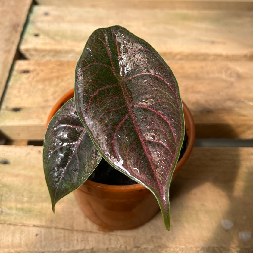 Alocasia Azlanii