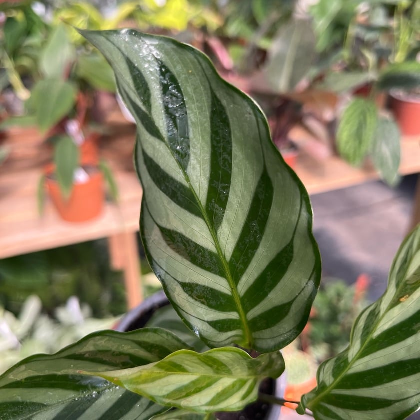 Calathea Freddy