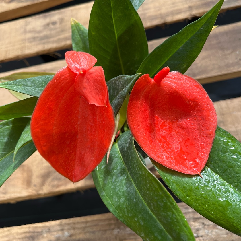 Anthurium Scherzerianum