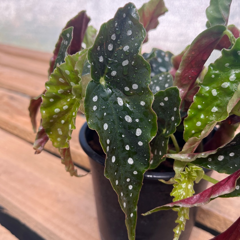 Begonia Maculata (M)