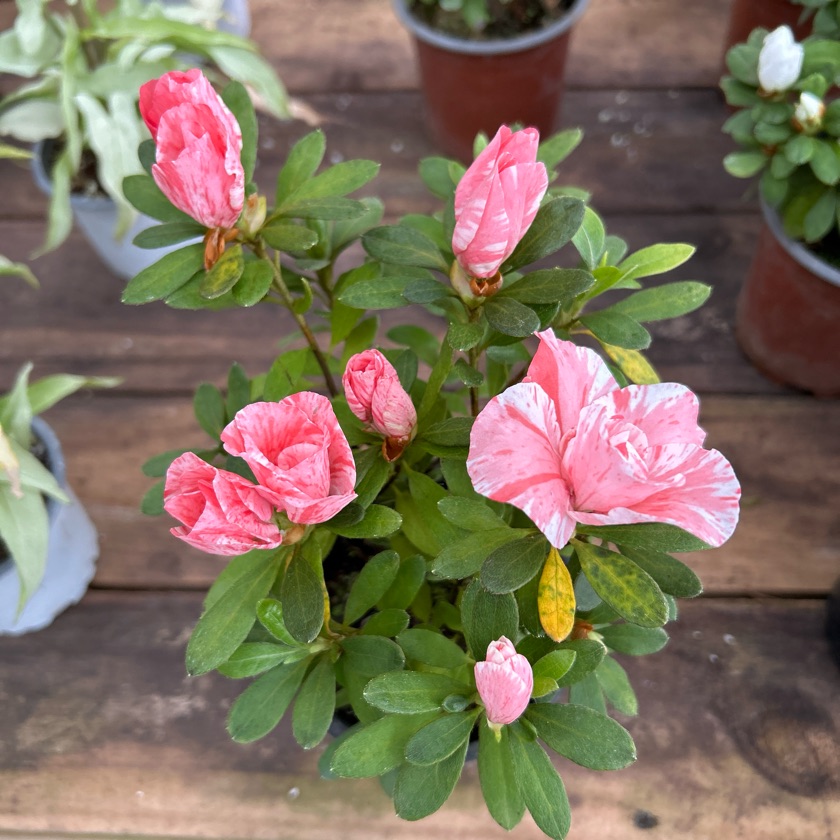 Azalea