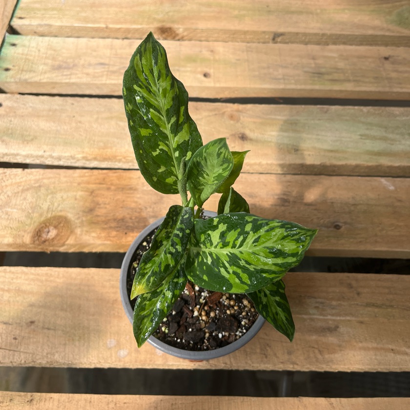 Aglaonema Camouflage