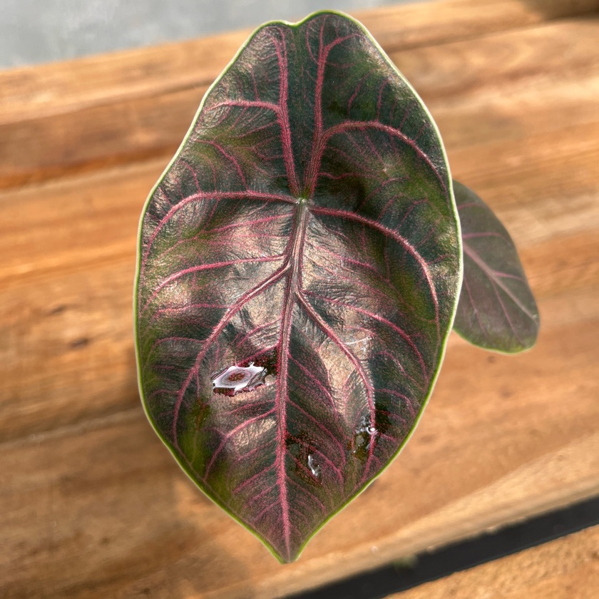 Alocasia Azlanii